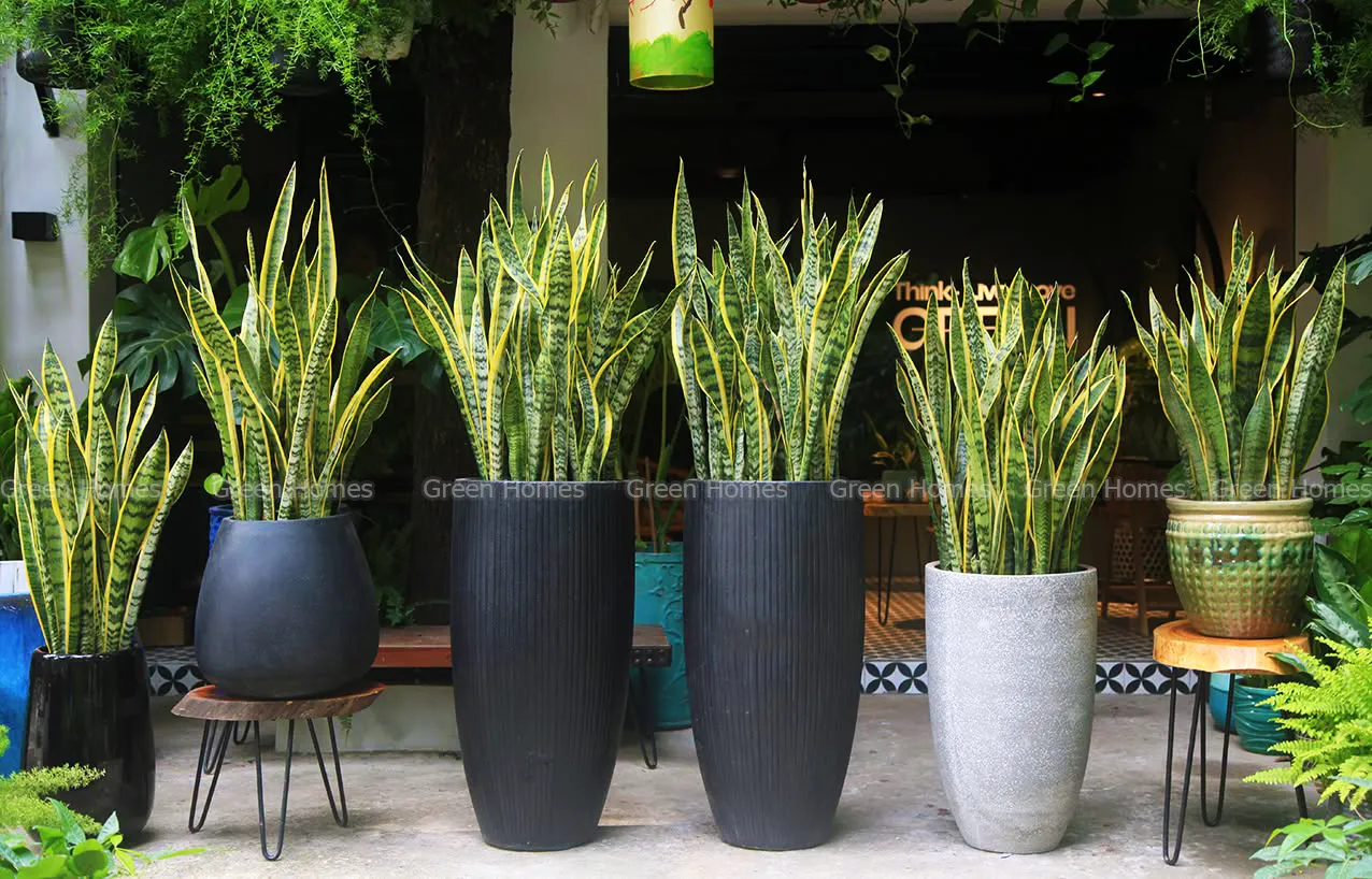 Ý nghĩa phong thủy cây lưỡi hổ _Green Homes